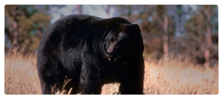 DNSEMP-L-301 Black Bear